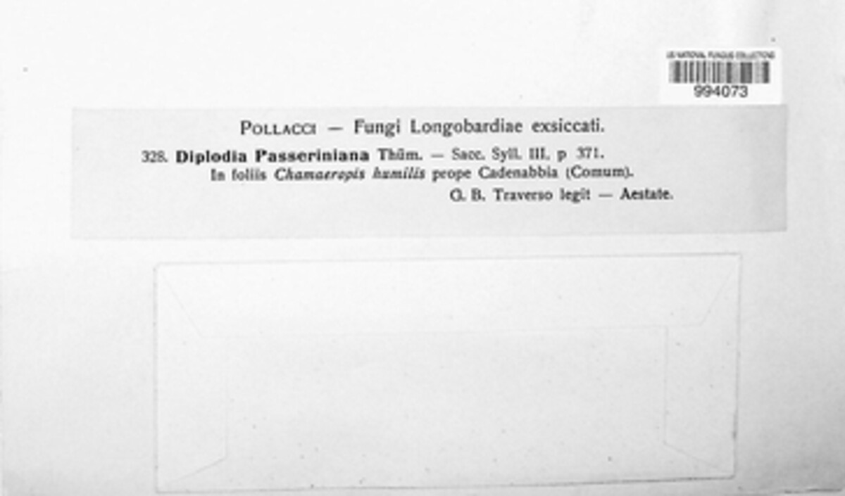 Microdiplodia passeriniana image